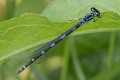 Coenagrion pulchellum female-1008